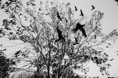 树系列摄影，树木姿态与自然形式感