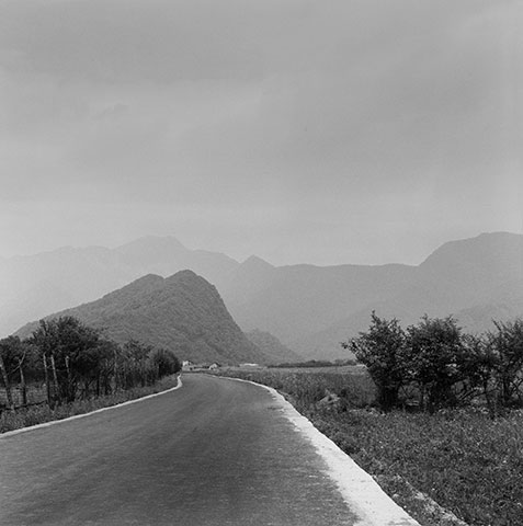 树系列摄影，树木姿态与自然形式感